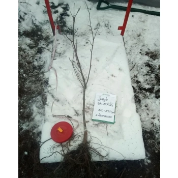 JARZĄB SZWEDZKI SZCZEPIONY oryginał - sadzonki 120 / 140 cm